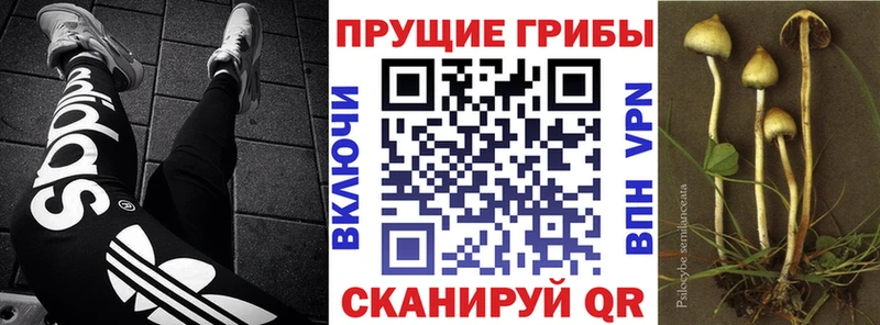 мега зеркало  цены наркотик  маркетплейс официальный сайт  Псилоцибиновые грибы MAGIC MUSHROOMS  Сосенский 